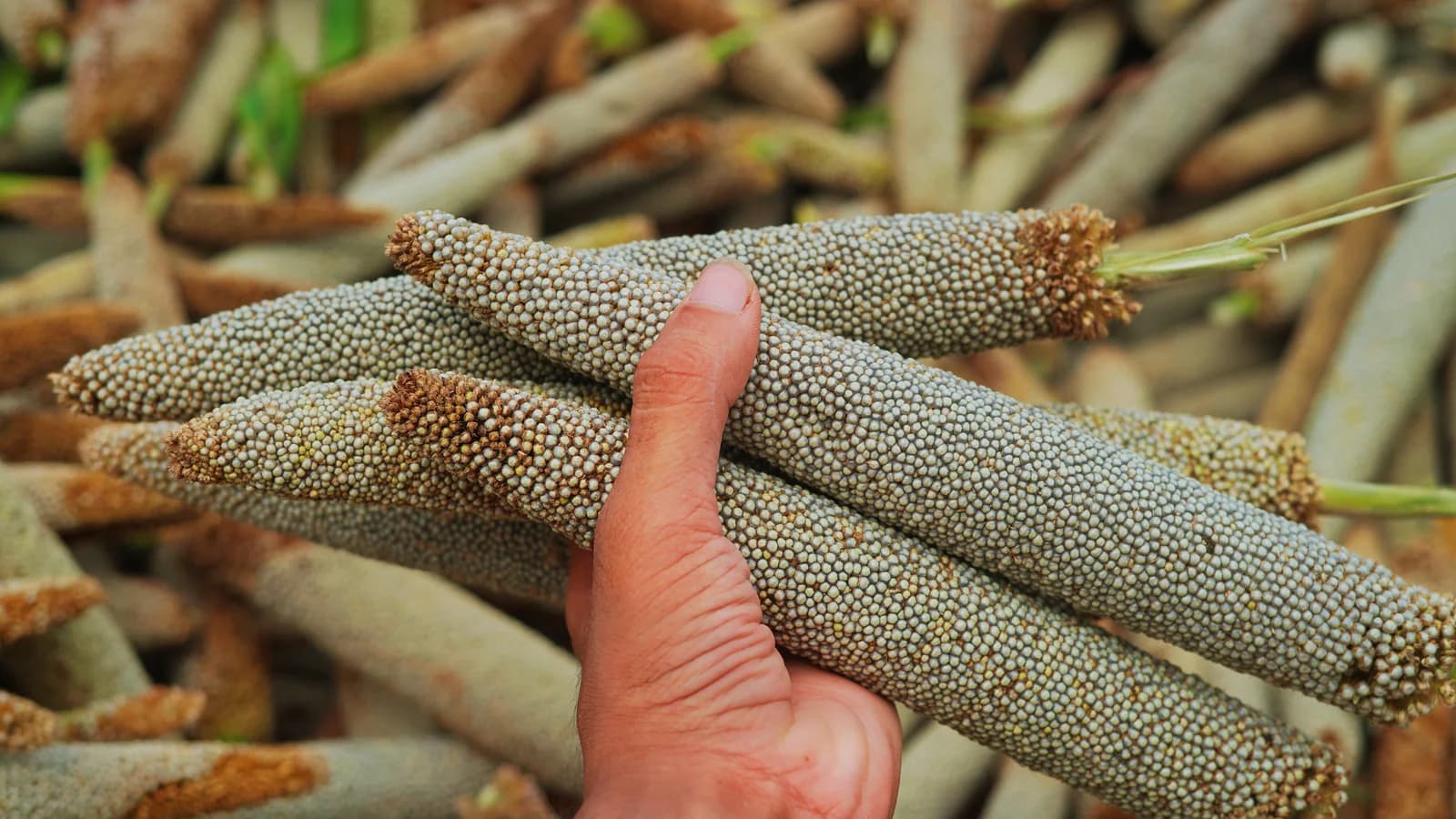 Heritage Pearl Millet